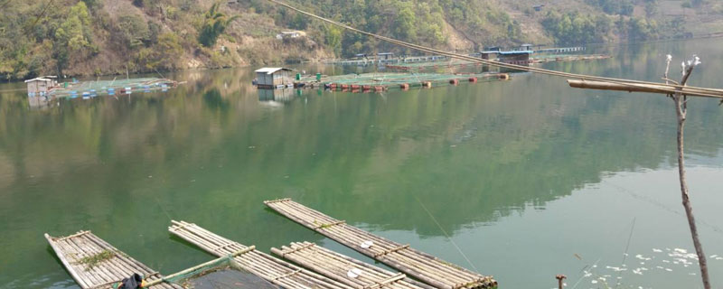 鸡粪养鱼技术（鸡粪发酵养鱼技术）