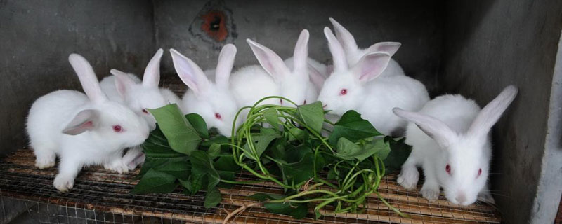 养殖兔子的技术（养殖兔子有哪些技术）