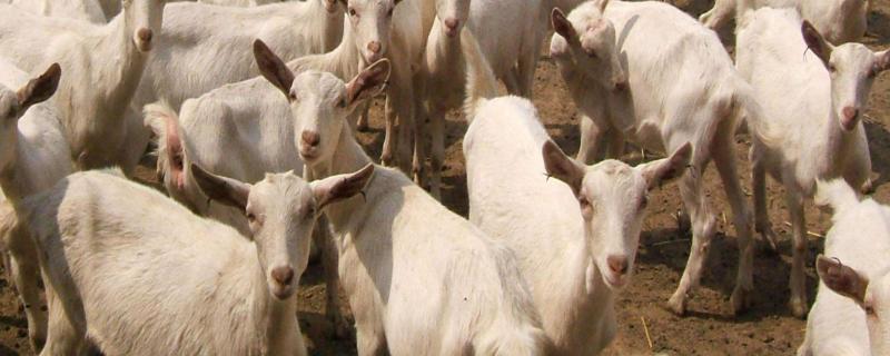 波尔羊的养殖方法和注意事项 波尔山羊怎样饲养和管理