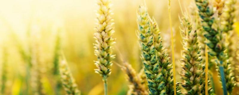 小麦最佳播种期是什么时候 小麦的最佳播种时间