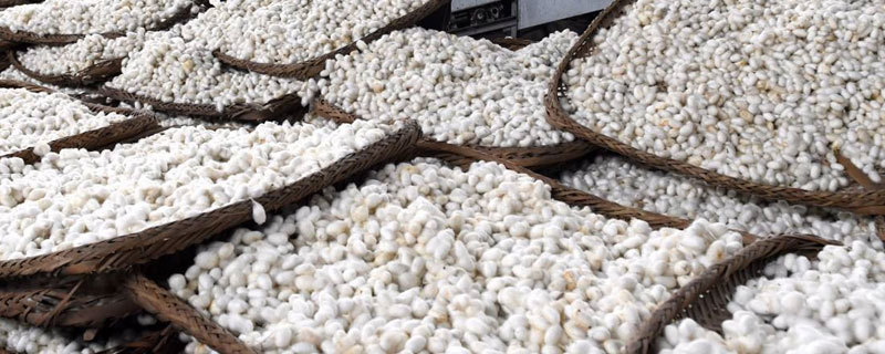 蚕茧多久变成蛾 蚕茧多久变成蛾需要剪开吗