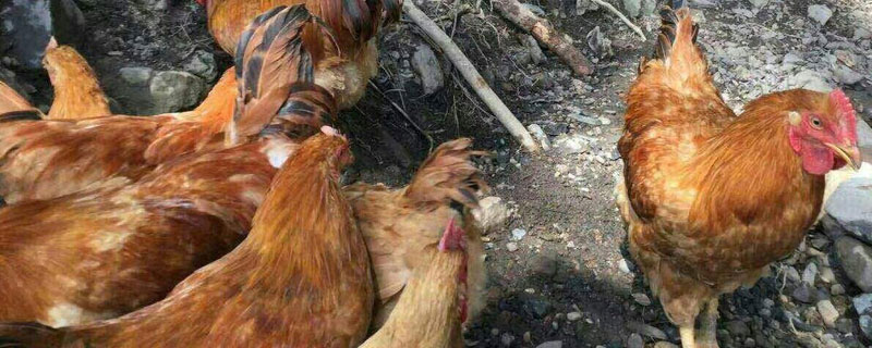 河田鸡养殖技术（河田鸡的养殖方法）