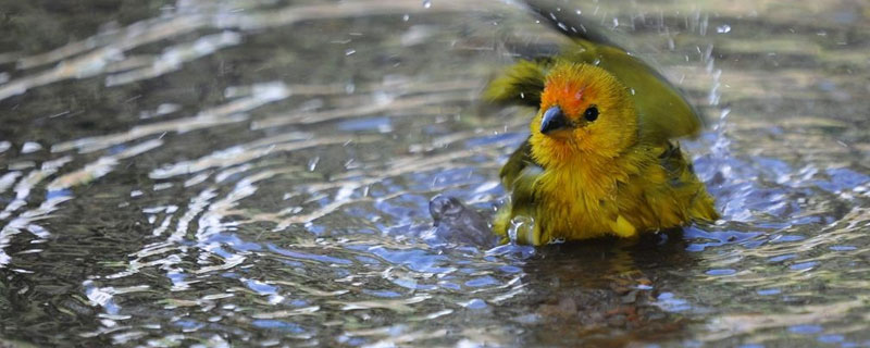 金丝雀雏鸟怎么养（金丝雀雏鸟怎么养殖）