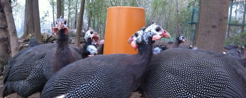 珍珠鸡的养殖方法，合理控制密度（珍珠鸡的饲养方法）