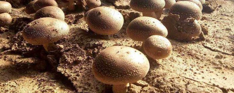 蘑菇菌包怎么种植方法 蘑菇菌包的种植方法