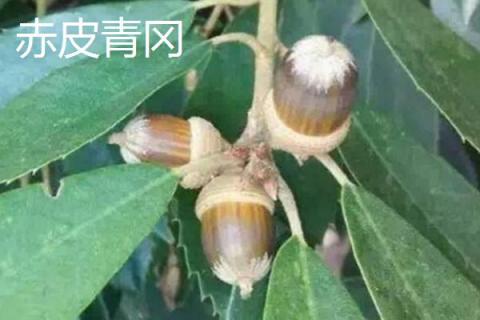 橡子是什么 橡子有多少种