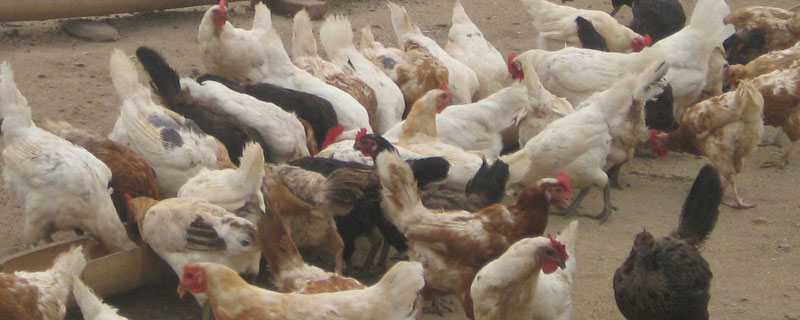 冬季养鸡温度控制（冬季养鸡的温度是最低是多少）