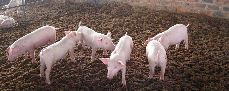如何减少养猪成本（如何降低猪的养殖成本）