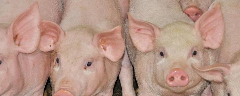 乳猪怎么喂养，乳猪是什么品种的猪 乳猪的养殖技术