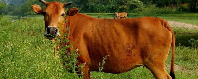 牛头能出多少斤肉，牛头有淋巴结吗 牛头有肉吗?