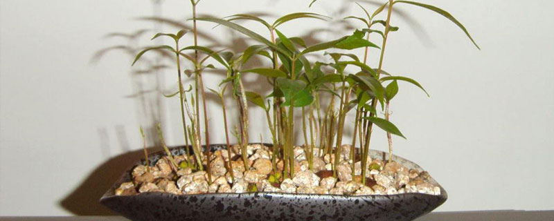 龙眼子的种植方法，盆栽很简单 龙眼的种子怎么种?