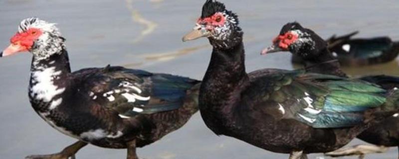 番鸭是什么，番鸭会飞吗（番鸭能飞吗）
