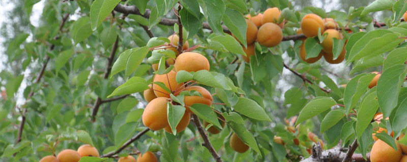杏子怎么种植（杏子如何种植技术）