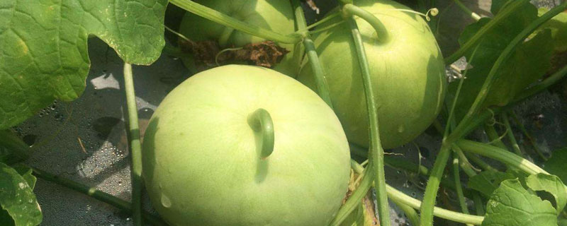 露地香瓜的种植技术（春季露地香瓜种植技术）