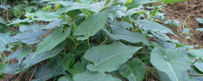 三年何首乌亩产量，鲜块根约2000公斤 何首乌亩产量及价格