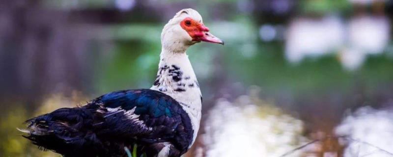 什么是番鸭，如何养殖 番鸭的养殖技术