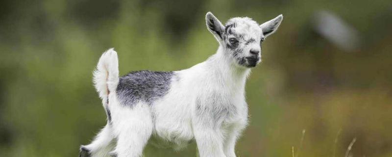 羊生小羊前什么症状,生完小羊胎衣不下怎么办