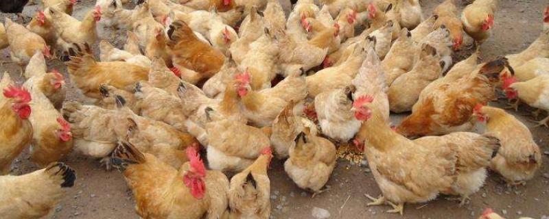 鸡的生物学分类，鸡的寿命有多长 鸡的寿命有多长?