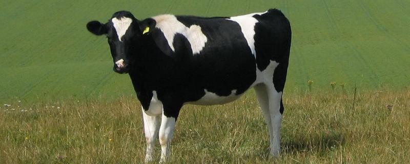 奶牛的种类，奶牛是公牛还是母牛（奶牛是公的还是母的）