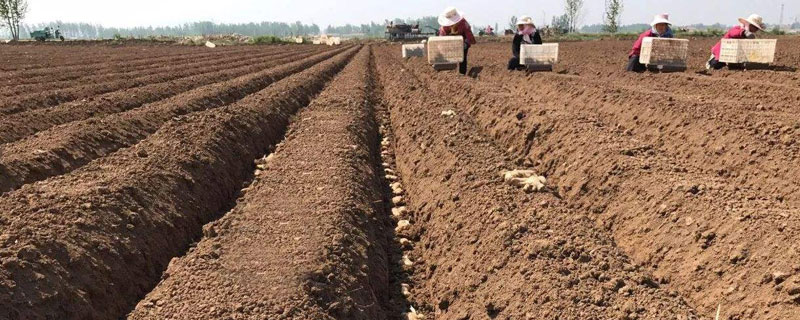 大姜催芽新方法