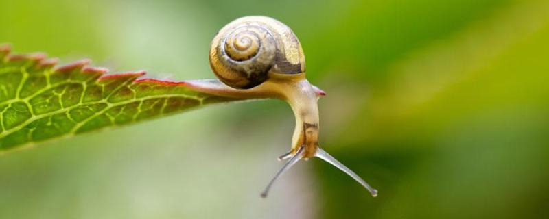 蜗牛是爬行动物吗，蜗牛卵如何孵化 蜗牛是爬行动物还是软体动物