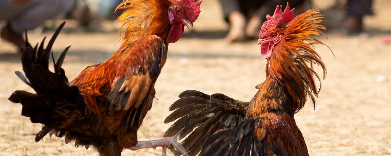 斗鸡的养殖技术 斗鸡养殖技术和训练方法