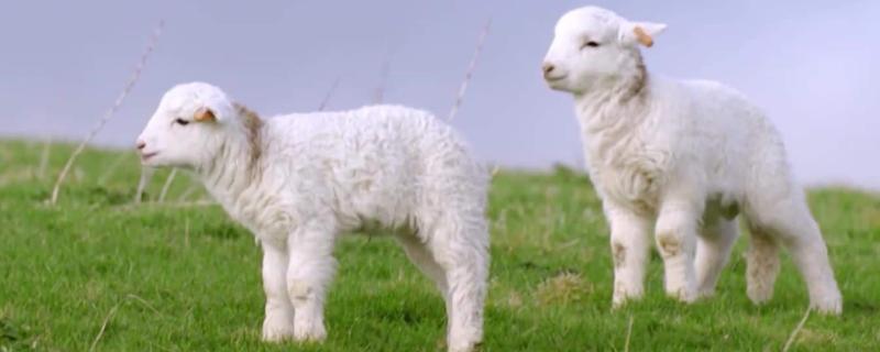 小羊羔站不起来了是什么原因,如何防治