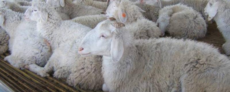养羊好养吗，散养好还是圈养好 养羊是散养好还是圈养好