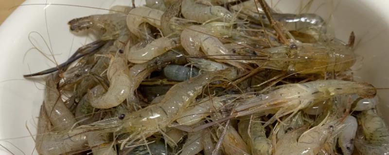 河虾怎么养，河虾和海虾的区别（河虾和普通虾的区别）