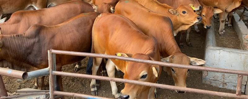 黄牛生产过程，黄牛和水牛的区别 黄牛生产征兆视频