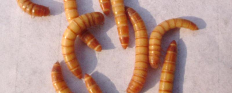 黄粉虫怎么养殖，黄粉虫的用途 黄粉虫的饲养管理方法