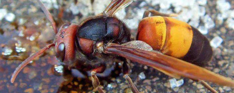 黄腰虎头蜂毒性大吗，是保护动物吗 黄腰虎头蜂图片