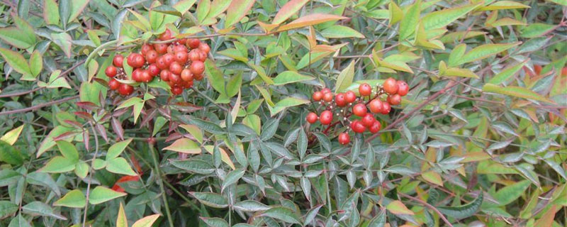 南天竹种子的种植方法（南天竹种子繁殖方法）