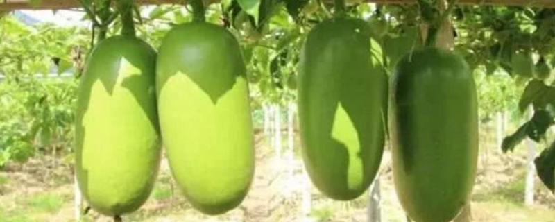 南美洲火腿瓜种植方法 南非火腿甜瓜在北方可以种吗