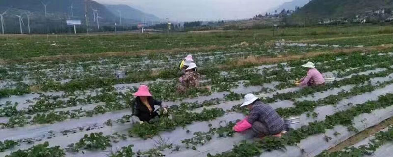 露天草莓几月份种植