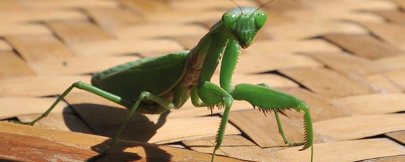 螳螂能活多久，螳螂是益虫还是害虫 螳螂最多能活几年