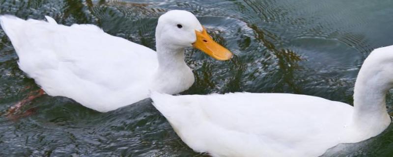 光鸭是什么鸭，光鸭和番鸭哪个好些（光鸭一般是什么鸭）