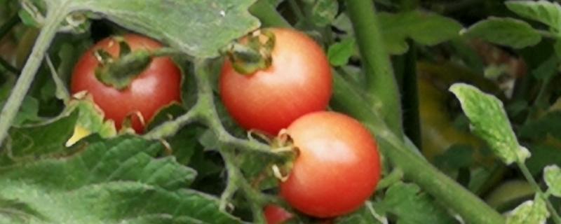 蕃茄种植管理技术要点（番茄的种植管理技术）