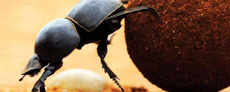 蜣螂的母性表现，蜣螂是屎壳郎吗 蜣螂母虫