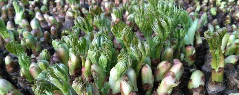 刺嫩芽水生种植技术 刺嫩芽水培栽培技术