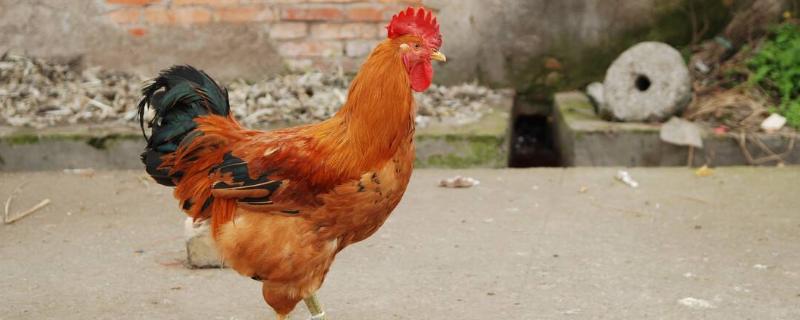 公鸡有10斤正常吗，公鸡和母鸡的区别 大公鸡10斤