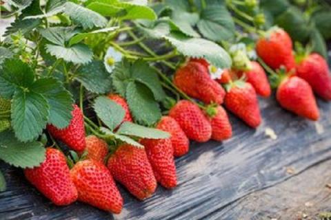 大棚草莓种植方法