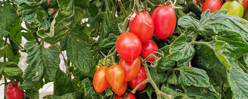 蕃茄的种植时间和方法（番茄的种植季节和方法）