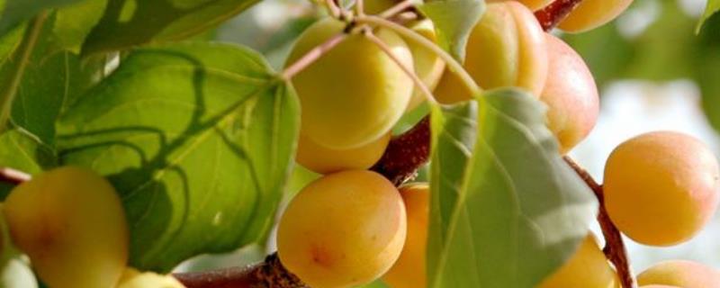 杏树种植的方法和技巧（杏树种植的方法和技巧,杏树种植方法）