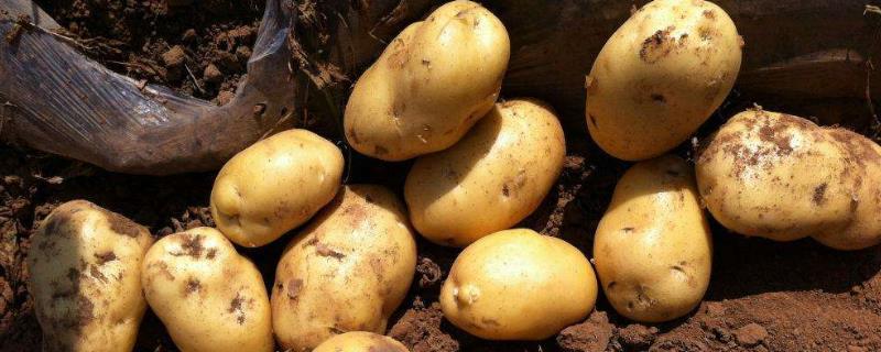 马铃薯追肥时间，用什么肥料更好 马铃薯追肥时间,用什么肥料更好些