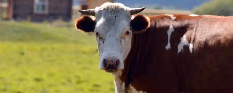 肉牛营养需要，肉牛是公牛还是母牛（牛肉是公牛好吃还是母牛好吃）