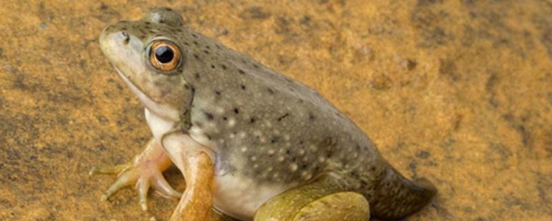 牛蛙几个月出栏，附废水处理方案 牛蛙几个月出栏,附废水处理方案图片