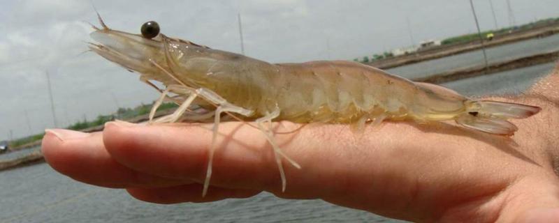 基围虾怎么养，对水质有什么要求 基围虾淡水养殖视频