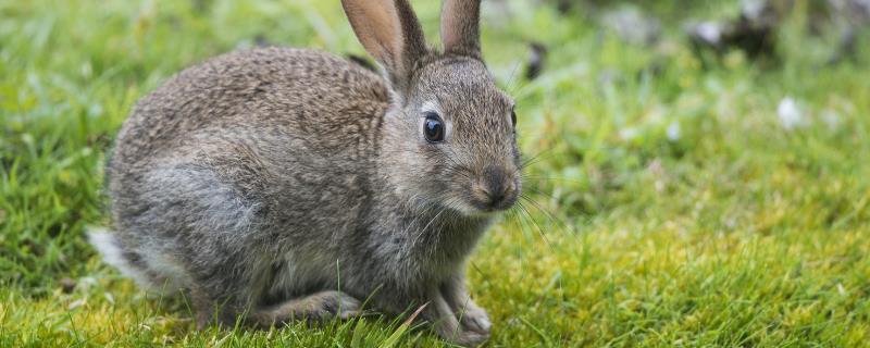 野兔养殖方法与技术（野兔子怎么养殖）