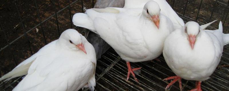 种鸽的饲养与管理（种鸽的养殖技术）